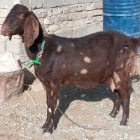 بزمری اصل دوورجه ایی شیری گلرکی