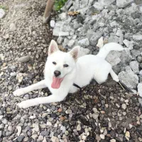 فروش سگ اشپیتز ۷ماهه