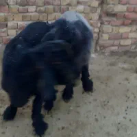 بره قوچی|حیوانات مزرعه|شیراز, حافظیه|دیوار