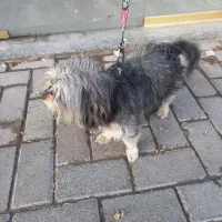 سگ نژاد ترییر