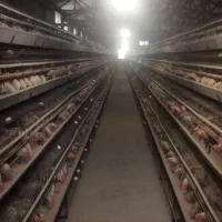 استخدام در مرغداری مرغ تخم گذار