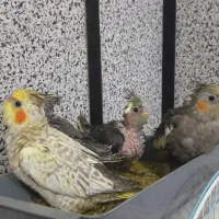 فروش عروس هلندی|پرنده|سنندج, |دیوار