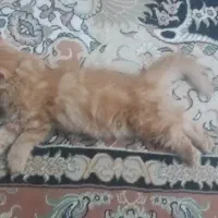 * گربه ماده *|گربه|سهند, |دیوار