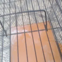 قفس|لوازم جانبی حیوانات|مشکیندشت, |دیوار