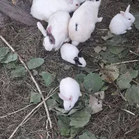 جفت ۱۵۰۰۰۰|موش و خرگوش|خان ببین, |دیوار