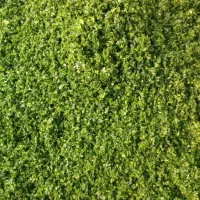 سبزی قورمه وکوکووآش وپلویی وشوید|خوردنی و آشامیدنی|اسلامشهر, شهرک محمدیه|دیوار