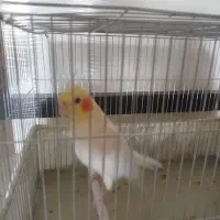 عروس هلندی با قغس