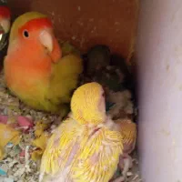 جوجه طوطی برزیلی