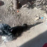 سگ پشمالو یا پا گوتاه|سگ|بوئین زهرا, |دیوار