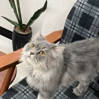 واگذاری گربه جفت نر و ماده پرشین اسکاتیش سوپر فلت