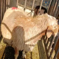 ...گوسفند|حیوانات مزرعه|تهران, بهارستان|دیوار