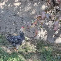 خروس اصل آمروک|حیوانات مزرعه|شاهین دژ, |دیوار
