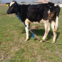 لیشه دورگ هولشتاین گوساله ماده گاو