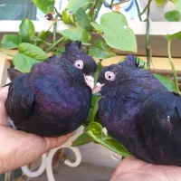 سیاه ابادانی