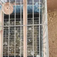 عروس هلندی معاوضه با PS4