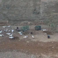 پرنده|پرنده|لالی, |دیوار