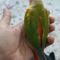 گرینچیک عروس هلندی ملنگو کتوله|پرنده|بیرجند, |دیوار