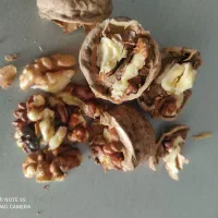 گردوی ارگانیک امسال.منطقه کردان کرج.محصول باغ شخصی|خوردنی و آشامیدنی|تهران, سید خندان (جلفا)|دیوار