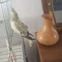 عروس هلندی ماده اهلی قیمت ۱۰۰۰۰یک میلیون تومان