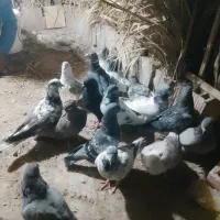 کفتر فروشی ریگان