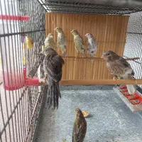 قناری ریزه خون