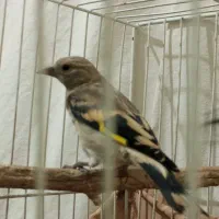 سهره