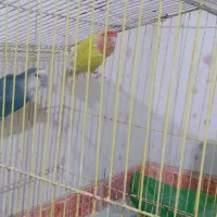 ۲جفت عروس ۱جفت برزیلی مولد..