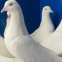 سلاره