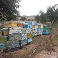 کندو و قاب|لوازم جانبی حیوانات|بهبهان, |دیوار