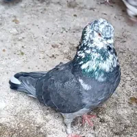 کفتر همچی تموم مخصوص عشق بازی