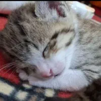 اسباب بازی گربه