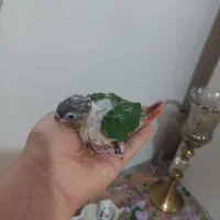 جوجه گیرینچیک