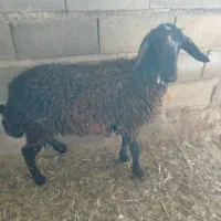 یک راس بره ماده