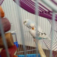 مرغ عشق|پرنده|الیگودرز, |دیوار