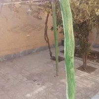 رهن و اجاره