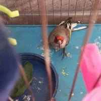 سهره یا سقا بافتی نر گل بلند|پرنده|کرمان, |دیوار