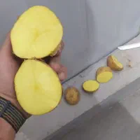 سیب زمینی بذری