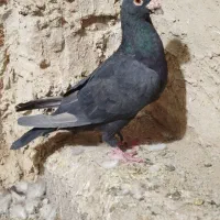 کفتر پلاکی