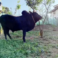 گاو  وکل محلی دست پا بلند