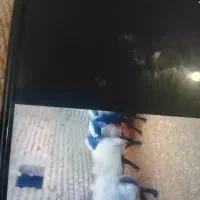 فروش قوچ بره نر میش|حیوانات مزرعه|رزن, |دیوار