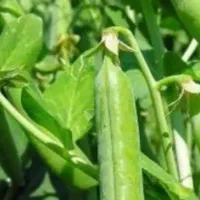 بذر نخود بیوتک