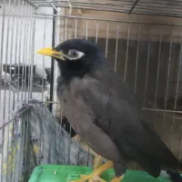 پرنده مینا سخنگو