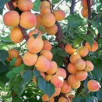 درخت میوه انار انگور توت انجیرنهال نهالستان