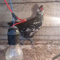 فروش خروس گلین ریش فول