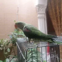 شاه طوطی  نر قیمت 18تومان