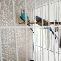 یک جفت مرغ عشق