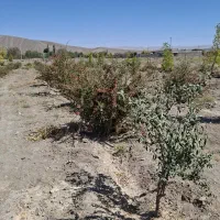 فروش باغ روستای حاجی آباد نوکند