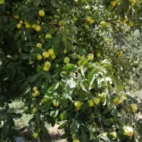 باغ ویلا همه چی تکمیل (بولاغ)|فروش زمین و ملک کلنگی|صالح آباد, |دیوار