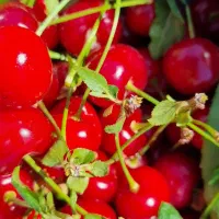 آلبالو مجاری باغی درجه یک
