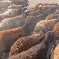 ۹۰ راس گوسفند افشار|حیوانات مزرعه|کوراییم, |دیوار